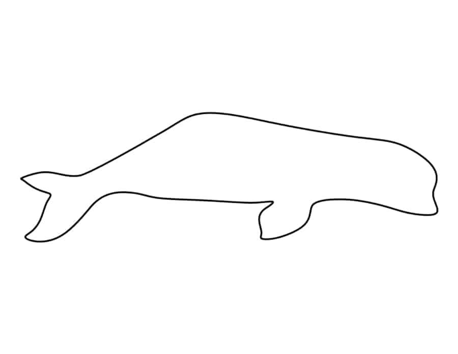 Beluga Whale Coloring Pdf Free Vectors